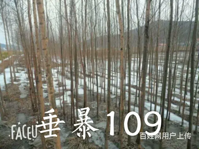 黑龙江七台河利峰苗圃 - 图片 9