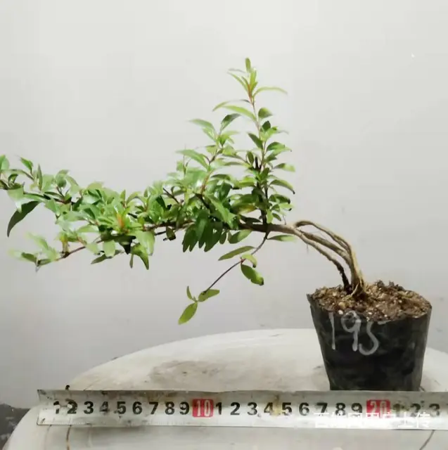 湖北大学自考本科毕业生杨世毅先生淘宝盛世鑫毅植物园 - 图片 6