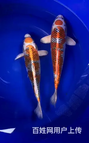 苏州锦鲤批发厂家电话，祥瑞锦鲤养殖 - 图片 3