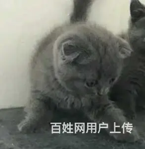 贵州黔南猫舍直销纯种蓝猫低价出售 - 图片 5