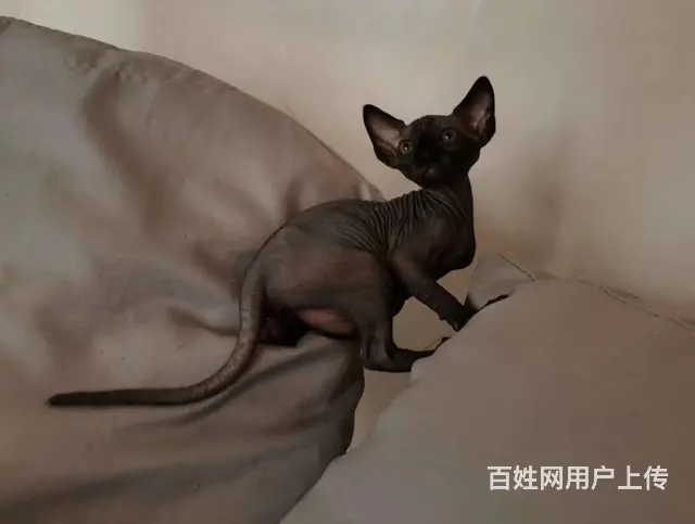出售纯种无毛猫 无毛猫价格多少 疫苗齐全包健康 - 图片 1