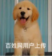 赛级品质/金毛宝宝/狗场直销/纯种健康签订协议 - 图片 2