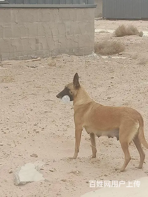 个人养马犬幼犬出售 - 图片 3