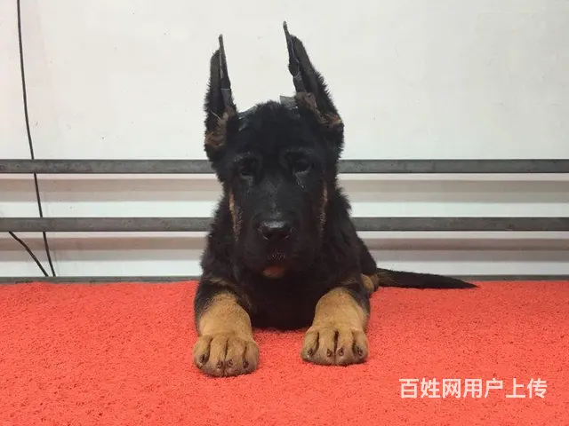 纯种德牧 ，身躯线条流畅，头方骨量足，纯种德牧 - 图片 3