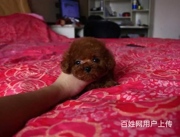 高端泰迪犬幼犬，三针齐全保健康，可送货上门 - 图片 2