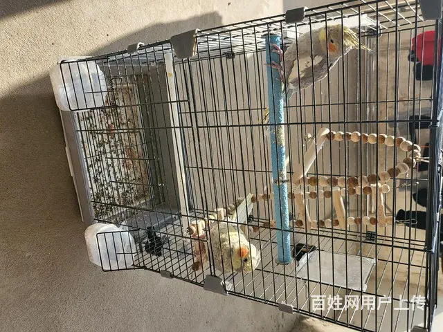 手养玄凤鹦鹉 - 图片 1