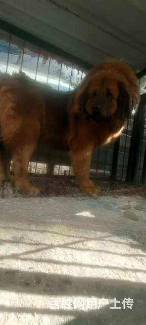 愿生藏獒 - 图片 2