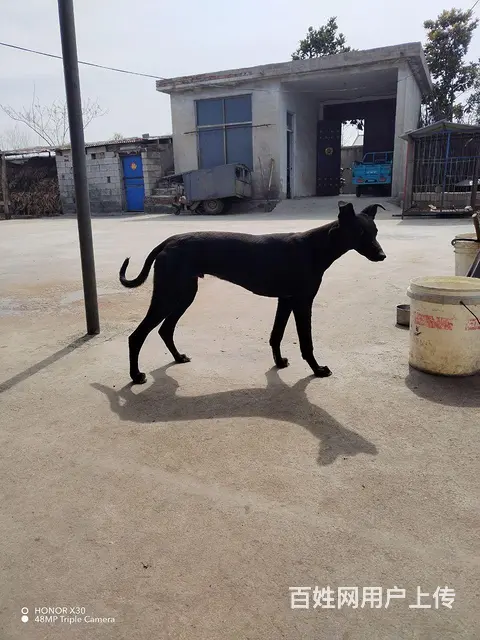 狗 - 图片 3