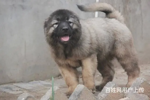 熊版高加索现货,不是熊版不要钱，签协议保证 - 图片 5