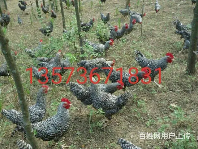 滨州笨鸡苗，滨州柴鸡苗，滨州芦花鸡苗 - 图片 8