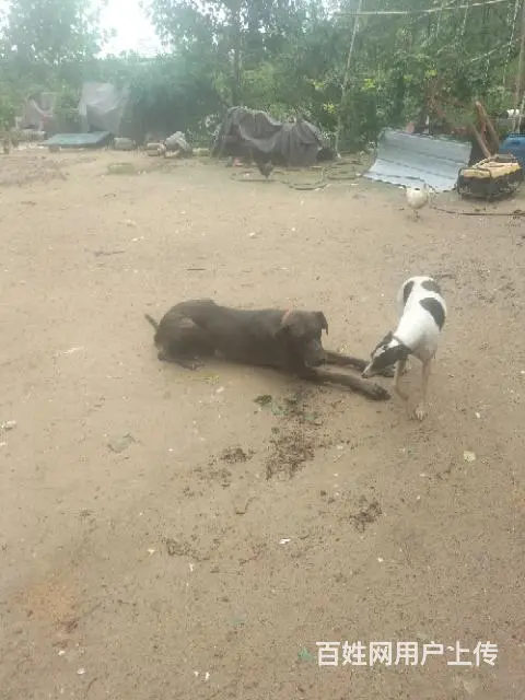 出售大丹犬成年公 - 图片 1