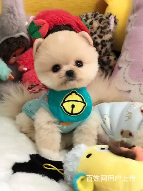 纯种哈多利博美犬 纯种球体白色博美幼犬供您选 - 图片 7