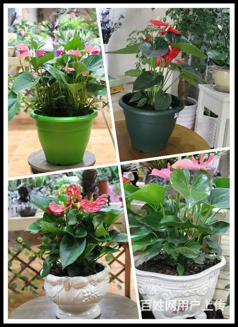 苏州金丝雀园艺！做高端的绿植租赁！优惠哦！ - 图片 3