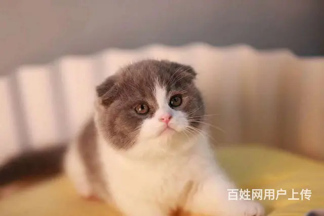 哪里有折耳猫卖的 无病无廯 双血统折耳猫多少钱 - 图片 2