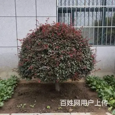 园林绿化施工，附近草坪，园林，绿化工程，红豆杉，土 - 图片 6