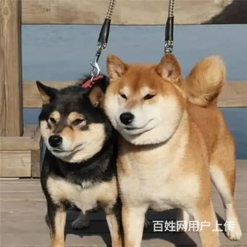 纯种日系柴犬 包健康包养活 可签协议 - 图片 4