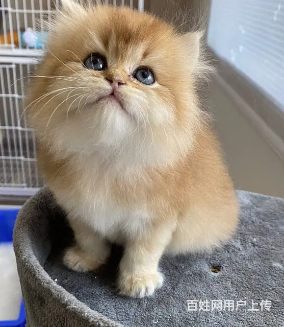 湖州本地哪里有靠谱的猫舍？美国短毛猫哪里卖？ - 图片 6