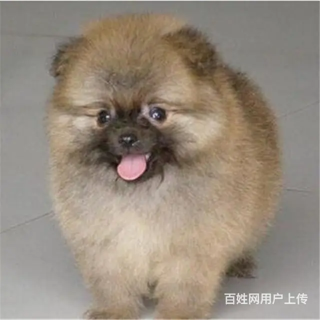 七台河去哪里买博美靠谱一点 买博美的靠谱途径 - 图片 12