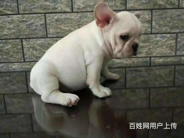 精品法国斗牛犬,多只可选,疫苗齐全,可上门选狗 - 图片 8