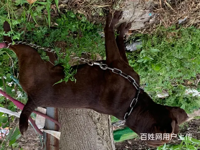 可猎可宠可斗的英国火梗犬 - 图片 2