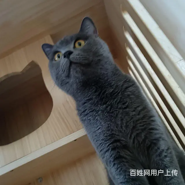 淘气蓝猫抱回家随便撸 - 图片 6