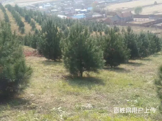 口前附近10垧土地林地出售 - 图片 3