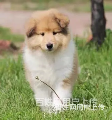 【货到付款犬舍】临汾喜乐蒂多少钱 喜乐蒂好养吗图 - 图片 4