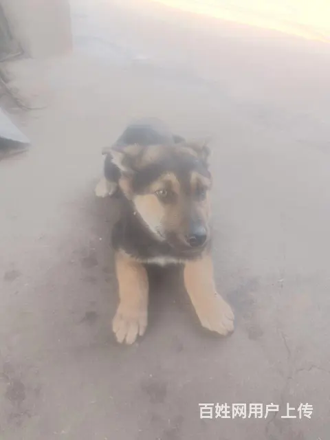 昆明犬黑背 - 图片