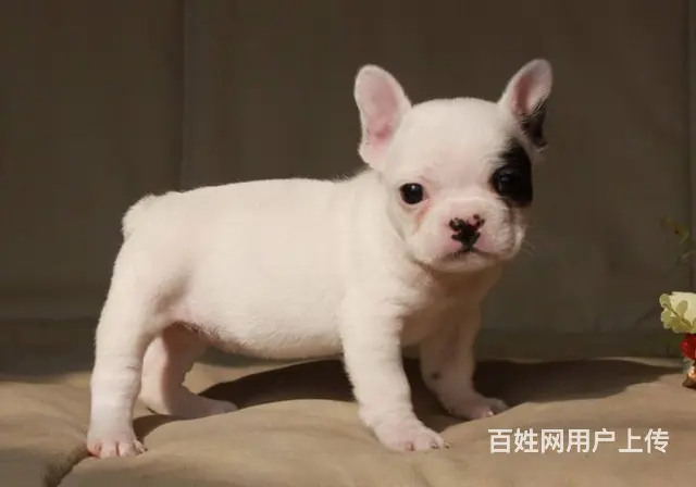 出售高端法国斗牛犬 CKU品质绝对保证 诚信经营保 - 图片 7