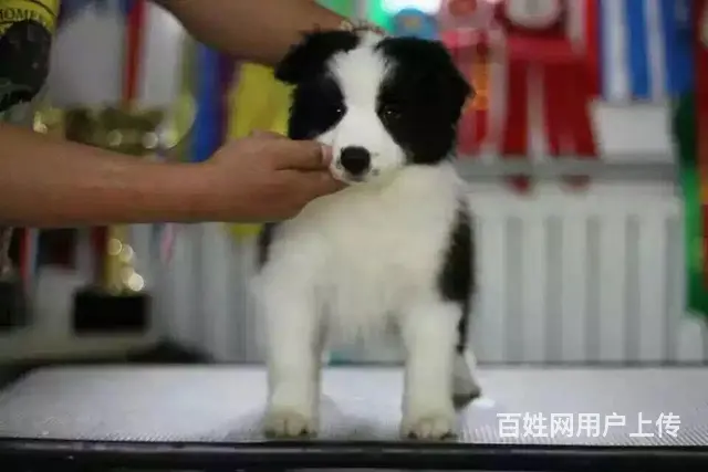 辽阳上哪可以看到边牧犬舍，边牧犬舍地址位置 - 图片 10
