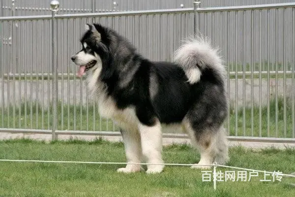巨型阿拉斯加犬 红色 黑色纯种健康阿拉斯加雪橇犬 - 图片 7