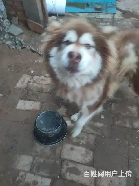 ，便宜出售阿拉斯加雪橇犬 - 图片 2
