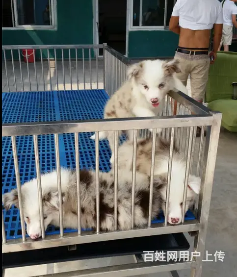 辽阳本地边牧价格，本地哪儿可以买到边牧 - 图片 11