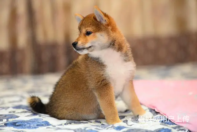 吉安哪里有高品质纯种柴犬幼犬出售 自家犬舍繁育 购 - 图片 3