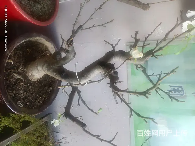 自己家养的花 - 图片 5