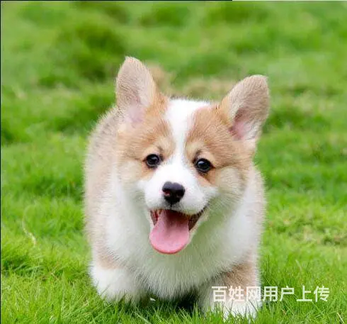 北京哪里有卖纯种柯基犬的 柯基多少钱一只保健康 - 图片 2