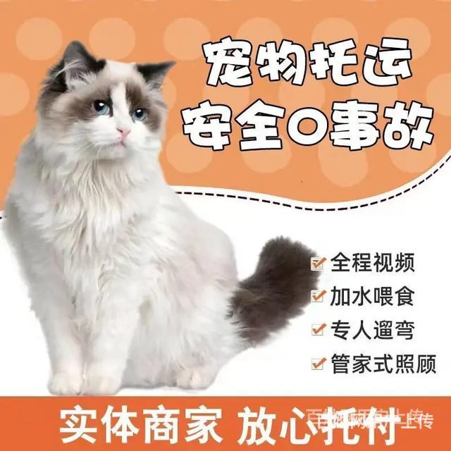 徐州沛县托运宠物 （猫狗活体运输）快递至全国各地 - 图片 1