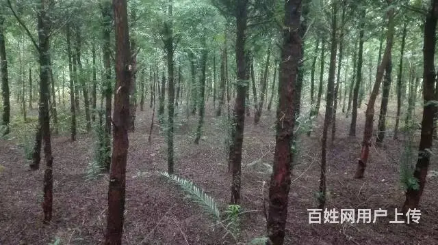 红豆杉低价急出售,高2~3米多，树型美，价钱优惠！ - 图片 4