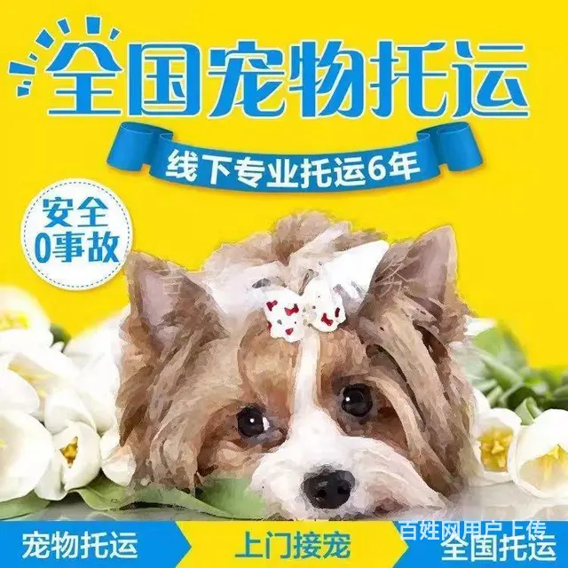 南充蓬安宠物托运 （猫狗活体运输）宠物快递至全国 - 图片 3