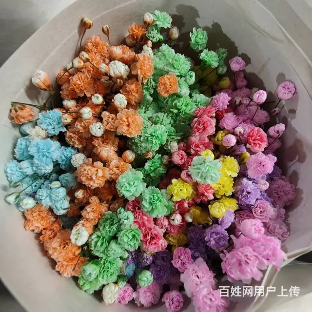 云南昆明斗南鲜花绿植盆栽基地批发一件代发 - 图片 8