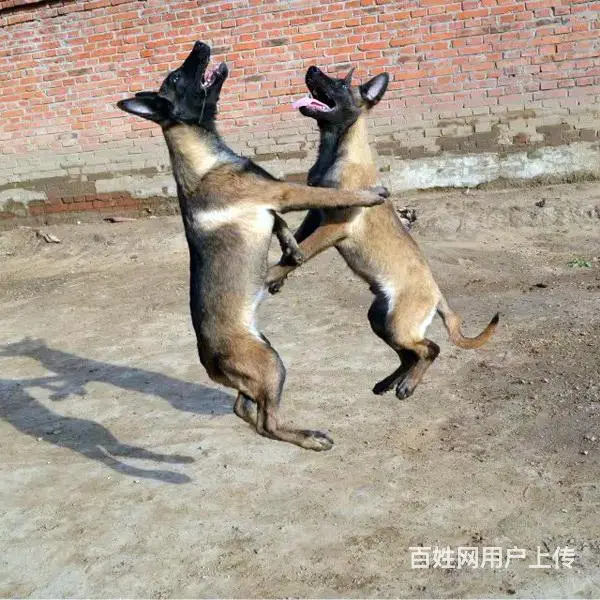 吕梁养马犬的地方，卖马犬的地方 - 图片 1