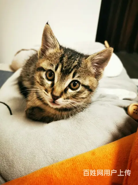 好心人领养猫猫 - 图片 2