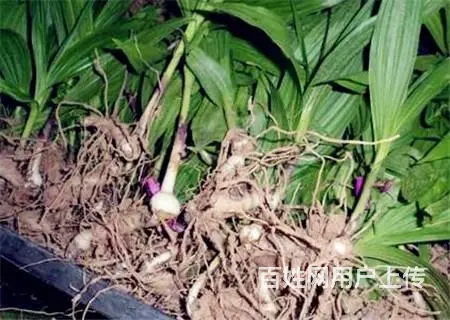 湖北百草堂白芨种植融合自然科技，打造健康生活新典范 - 图片 2