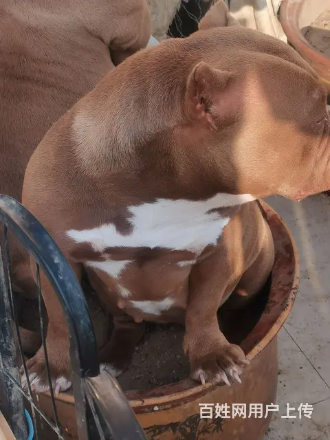 家养恶霸犬接受预定 - 图片 10