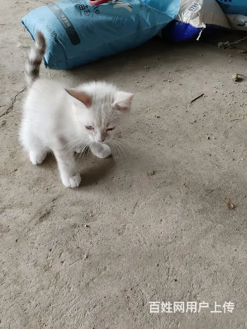漂亮猫猫出售 - 图片 2
