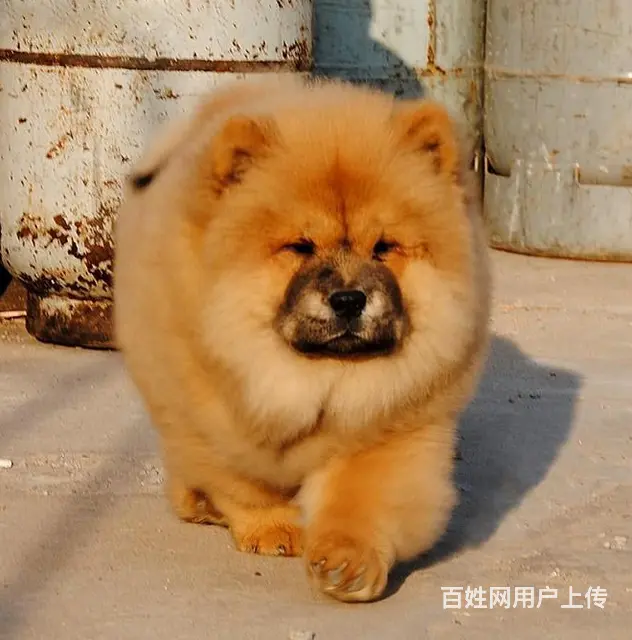 临汾狗场卖松狮，狗场松狮多少钱一只 - 图片 7