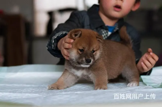 崇左柴犬，豆柴，优莱柴犬犬舍 - 图片 5