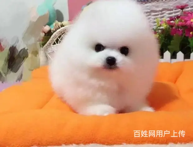 精品博美犬 家养繁殖可随时上门 疫苗驱虫齐 - 图片 3