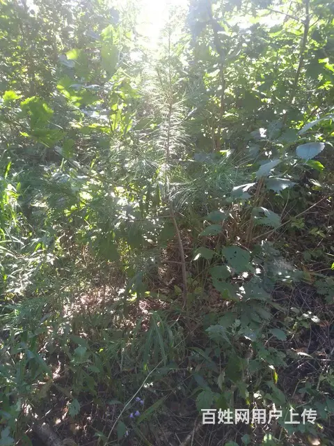 林地转让 - 图片 6