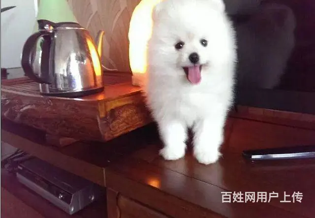主推小体博美幼犬 熊版博美宝宝品质有保障 - 图片 3